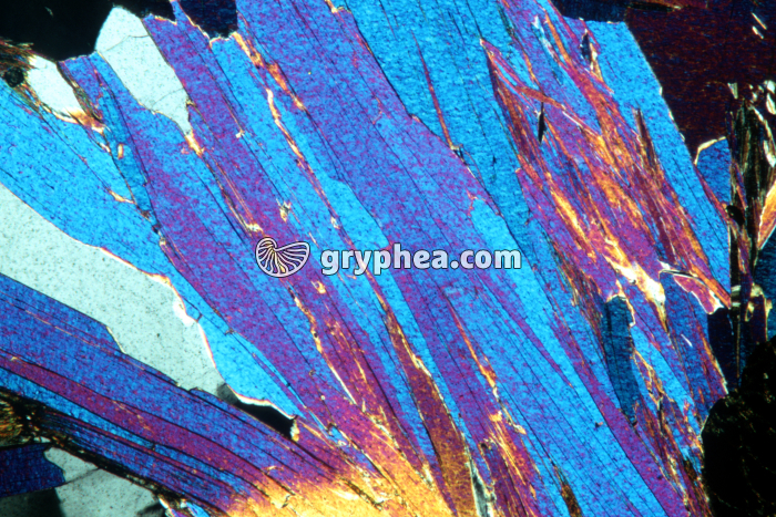 Muscovite LPA x25 - gryphea.com